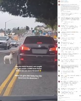 【海外発！Breaking News】道路に捨てられた犬　飼い主の車に飛びつき、必死に追う姿に涙と怒り（米）＜動画あり＞