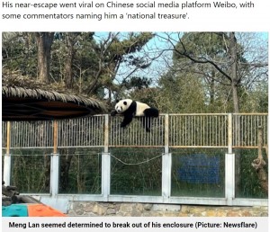 2021年12月、中国の北京動物園で飼育されている6歳の雄のジャイアントパンダが脱走。飼育エリアを囲っていた約2メートルはあるという高い囲いをよじ登り始めた（『Metro　「Giant panda escapes zoo enclosure but is lured back with lunch」（Picture: Newsflare）』より）