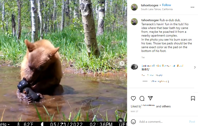 2021年7月、米カリフォルニア州の大規模な森林火災で施設に保護されたクマ。その後、施設を脱走していたが、2022年5月に小川で遊ぶ様子が捉えられた（『Tahoe Toogee　Instagram「Rub-a-dub dub」』より）