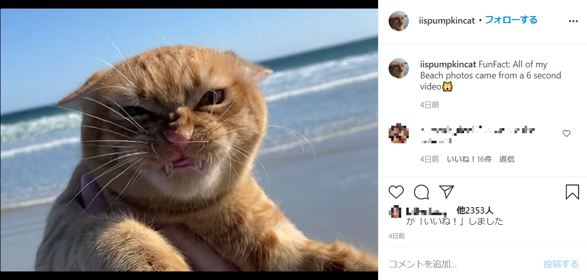 2020年3月、初めてビーチを訪れた猫。強い潮風に“イカ耳”で「超絶不満顔」になっていた（『PumpKin the Cat　Instagram「FunFact: All of my Beach photos came from a 6 second video」』より）