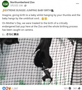 陣痛が始まってから約2時間後に誕生した赤ちゃんコウモリ。誕生の瞬間はへその緒だけで母親と繋がっていたが、すぐに母親の胸に抱きかかえられた（『Northumberland Zoo　Facebook「EXTREME BUNGEE-JUMPING BABY BIRTH」』より） 