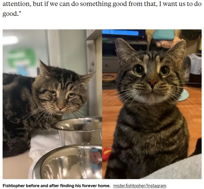 2022年11月、米ニュージャージー州のアニマルシェルターに保護された猫（左）。新たな家族に引き取られると、明るい表情に大きく変化した（『Insider　「A sad cat called Fishtopher went viral for his adorable face. He was adopted 2 days later and is now a TikTok star who helps pets find homes.」（mister.fishtopher/Instagram）』より）