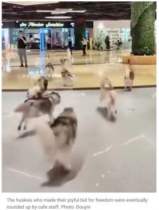 ペットカフェを飛び出したハスキー犬たちは、広いショッピングモール内を大はしゃぎで走り回っていた（画像は『South China Morning Post　「The great escape: 100 huskies run amok in China shopping centre after dog cafe door left open」（Photo: Douyin）』より）