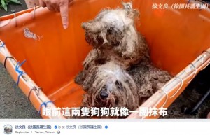 台湾台南市のアニマルシェルターで2021年に保護された2匹の犬。顔がわからないほど被毛が伸び、悪臭を放っていたという（『徐文良（徐園長護生園）　Facebook「【徐園長護生園 九月份飼料罐頭，需要您的幫忙！】」』より）