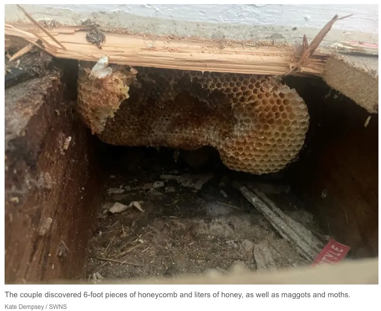英ケント州のある家で2022年夏、壁から黒い粘着性のある液体が滴り落ちてくることに家族が気づいた。調べると、床下から壁の中までびっしりと蜂の巣で覆われていたという（『New York Post　「We discovered our new home is a beehive ― honey drips from the walls」（Kate Dempsey / SWNS）』より）