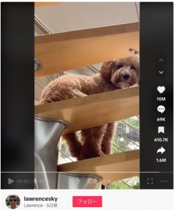 SNSでは「着ぐるみを着た人間では？」という声も届いていた（『Lawrence　TikTok「trying to find the zipper on my goldendoodle after this」』より）