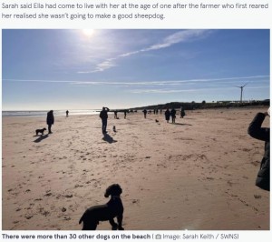 英キングストン・アポン・ハル在住の飼い主は2023年2月、がんを患った愛犬の安楽死を決断。愛犬との最後の散歩を賑やかなものにするためSNSで呼びかけたところ、30匹以上の犬が集まったそうだ（『The Mirror　「Dog owner in tears after huge turnout for border collie’s last ever walk on beach」（Image: Sarah Keith / SWNS）』より）