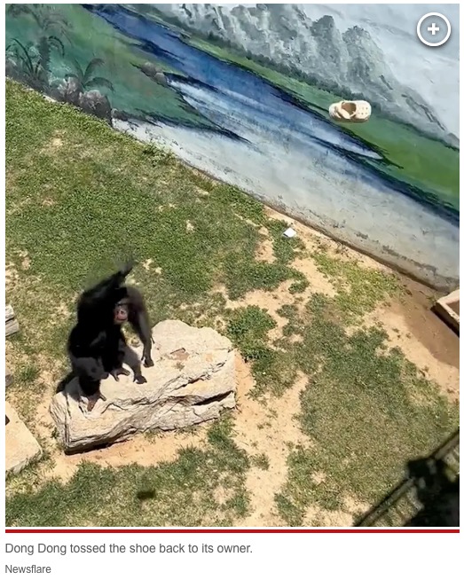 飼育員に「返すように」と命じられたドンドン。その後、持ち主にサンダルを投げ返した（『New York Post　「Chimpanzee throws dropped sandal back to zoo visitor in bananas video」（Newsflare）』より）