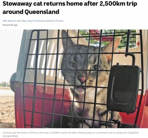 豪クイーンズランド州で2020年、行方不明になった猫。のちに隣人の引っ越しトラックに乗り込んだことが分かり、2500kmを移動して無事飼い主のもとに戻っていた（『ABC News　「Stowaway cat returns home after 2,500km trip around Queensland」（Supplied: Georgia Whip）』より）