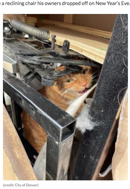 米コロラド州のリサイクルショップで2021年12月、寄付されたソファに猫が潜んでいたという（『CBS Denver　「Cat Accidentally ‘Donated’ To Arc Thrift Store In Denver Reunited With Owners」（credit: City of Denver）』より）