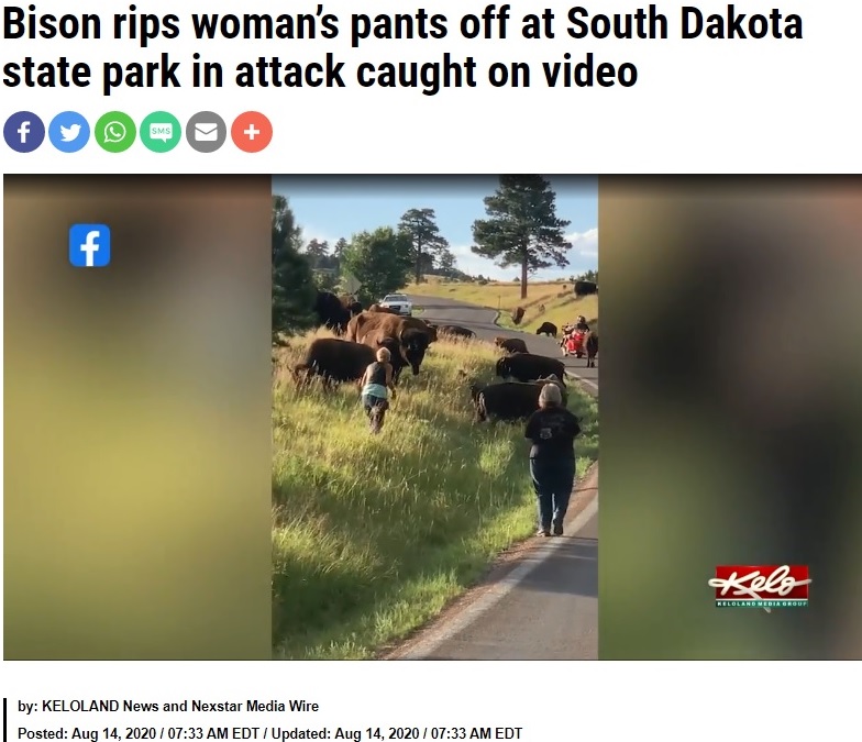 2020年、米カスター州立公園で女性がバイソンに近づきすぎて襲われる事故が発生し、物議を醸した（『FOX 8 News　「Bison rips woman’s pants off at South Dakota state park in attack caught on video」』より）
