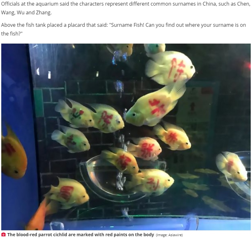 中国貴州省の水族館で2020年、魚に人の名前を赤でペイントしてSNSが大炎上。「あなたの名字が見つかるかな？」と書かれたボードまで設置されていた（『Daily Star　「Aquarium in China sparks fury for writing names on fish to ‘attract visitors’」（Image: Asiawire）』より）