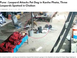 インドで2023年5月15日深夜、ヒョウが外で寝ていた飼い犬を襲撃。犬のすぐそばでは男性が寝ていたが、無事だったという（『PUNE PULSE　「Pune : Leopard Attacks Pet Dog in Kanhe Phata, Three Leopards Spotted in Chakan」』より）