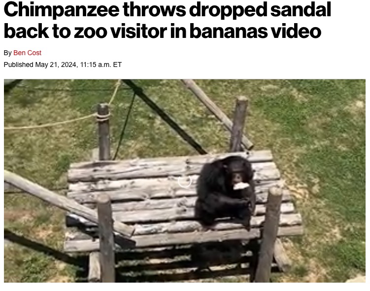 中国山東省の野生動物公園で今月13日、囲いの中に落ちてきたサンダルで遊ぶチンパンジー（『New York Post　「Chimpanzee throws dropped sandal back to zoo visitor in bananas video」（Newsflare）』より）