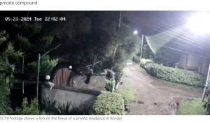 塀からジャンプし中庭に入り込んだ雌ライオンはその後、2分もたたないうちにロットワイラーをくわえて姿を現した（『Kenyans　「CCTV Footage Shows Lioness Entering Home in Rongai ［VIDEO］」』より）