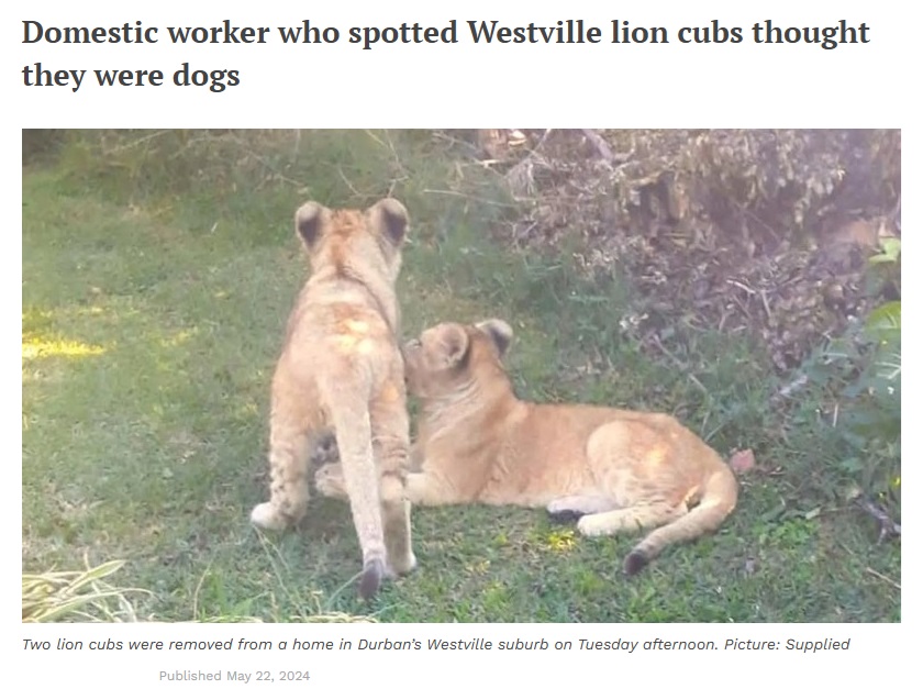 南アフリカ・ダーバンのある民家の庭で遊んでいた2頭。見かけた女性は当初、2頭の犬が遊んでいると思ったそうだ（『IOL　「Domestic worker who spotted Westville lion cubs thought they were dogs」』より）