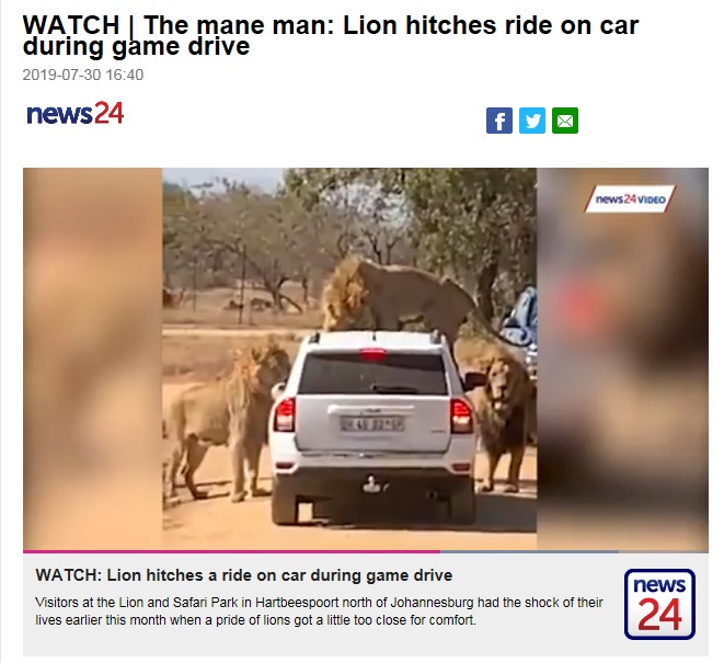 南アフリカ・ヨハネスブルグの北部にあるサファリパーク「Lion and Safari Park」で2019年7月、観光客の車にライオンが飛び乗るというハプニングが発生した（『News24　「WATCH | The mane man: Lion hitches ride on car during game drive」』より）