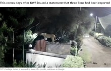 【海外発！Breaking News】塀を飛び越え、飼い犬を連れ去る雌ライオン　飼い主は「為す術がなかった」（ケニア）＜動画あり＞