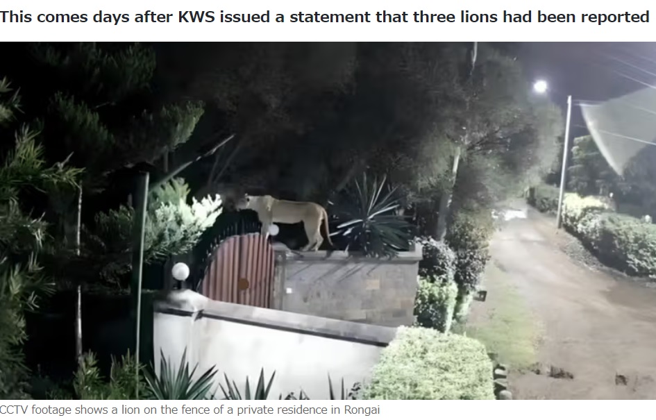 ケニアの首都、ナイロビ郊外の住宅街で今月21日、塀に飛び乗り中の様子をうかがう雌ライオン。午後10時頃、この個体が飼い犬を連れ去った（『Kenyans　「CCTV Footage Shows Lioness Entering Home in Rongai ［VIDEO］」』より）