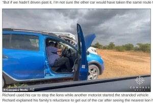 セルフドライブ中にバッテリーが上がり、立ち往生の車（『NY Breaking News　「British Tourists Save Family By Starting Their Car After It Breaks Down Surrounded By LIONS In Safari Park - Using Their Own Vehicle To Fend Off Giant Predators」』より）