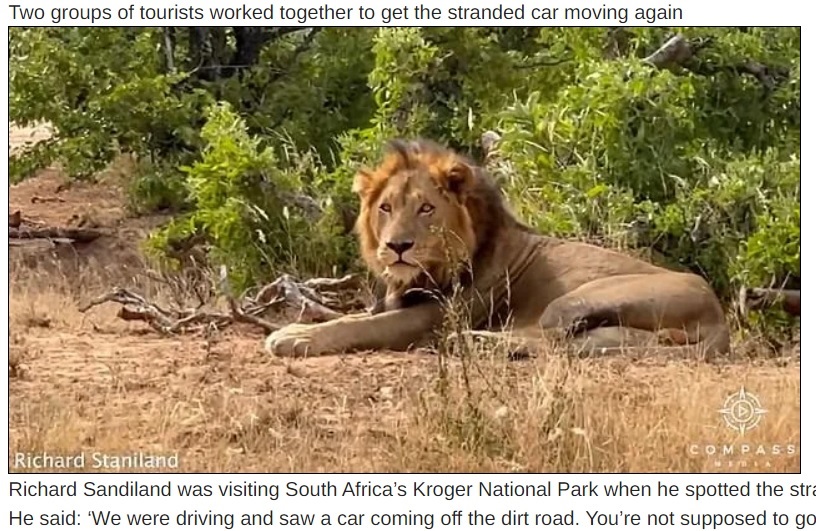 ジャンプスタートをする人間たちを見据えているライオン（『NY Breaking News　「British Tourists Save Family By Starting Their Car After It Breaks Down Surrounded By LIONS In Safari Park - Using Their Own Vehicle To Fend Off Giant Predators」』より）
