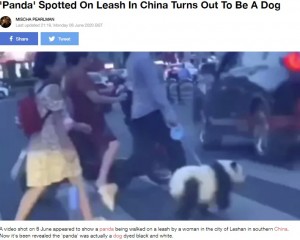 中国四川省で2020年6月、リードに繋がれた“パンダ”を連れて横断歩道を渡る女性の姿が動画に収められた。犬の毛を染めた飼い主に非難が殺到した（『LADbible　「‘Panda’ Spotted On Leash In China Turns Out To Be A Dog」（Credit: Newsflare）』より）