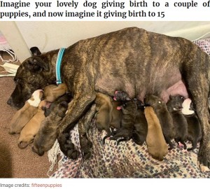 2020年7月、米アラバマ州で保護された野良犬が、1週間後に15匹の子犬を産んでいた（『Bored Panda　「This Pregnant Stray Canine Shocked Its Rescuers By Giving Birth To 15 Puppies」（Image credits: fifteenpuppies）』より）