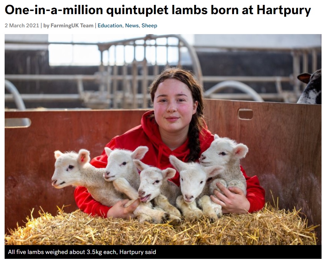 英グロスターシャー州にある大学で2021年2月、飼育している羊が五つ子を産む。羊の五つ子誕生は、100万分の1の確率と言われているそうだ（『FarmingUK　「One-in-a-million quintuplet lambs born at Hartpury」』より）