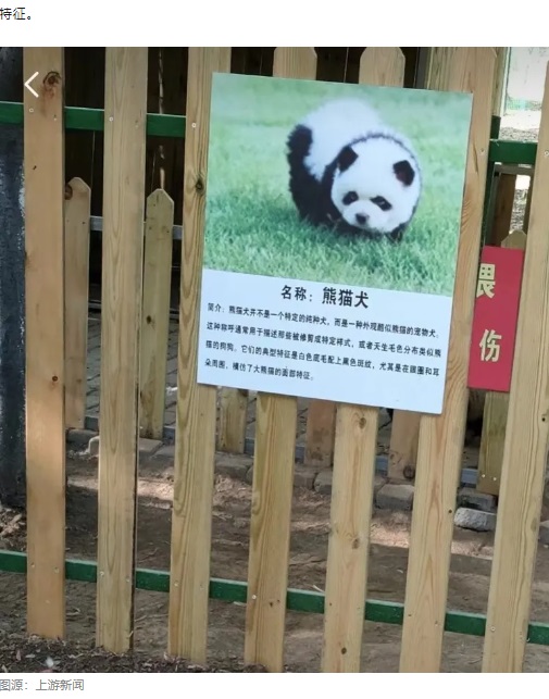 中国の大型連休の初日である1日、江蘇省の泰州動物園では2匹のパンダ犬（熊猫犬）がお披露目され、多くの来園客が長蛇の列を作った。写真はパンダ犬の説明書き（『微信公众平台　「江苏泰州动物园“熊猫犬”走红，园方回应：是染色的松狮犬」（图源：上游新闻）』より）