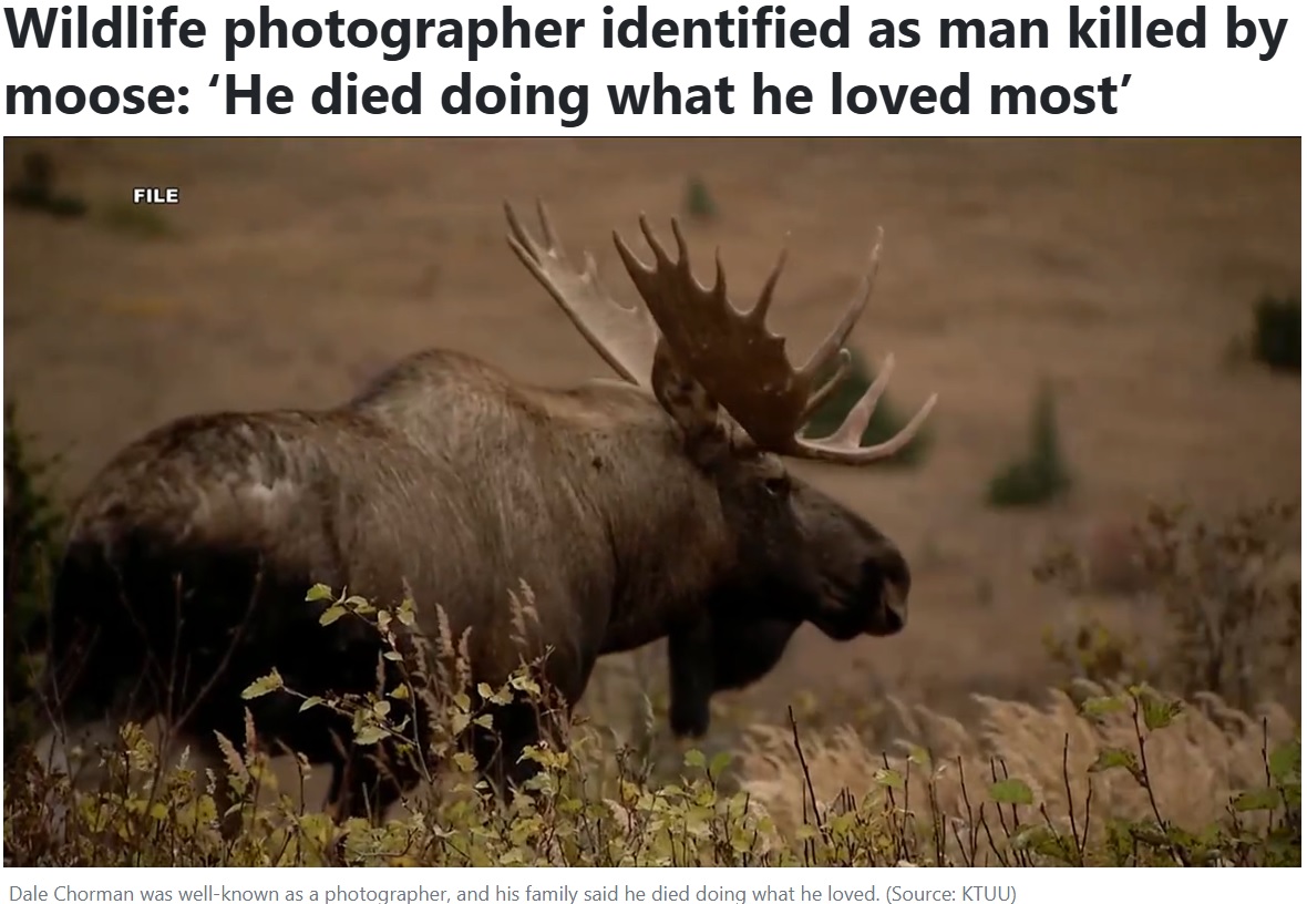 普段は大人しいヘラジカだが、男性が近づき過ぎてしまったことで、子どもを守ろうとするために襲ったとみられている（『KCBD NewsChannel 11 Lubbock　「Wildlife photographer identified as man killed by moose: ‘He died doing what he loved most’」（Source: KTUU）』より）
