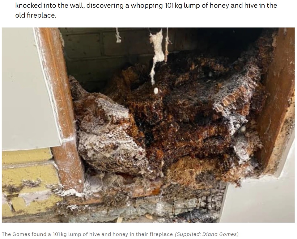 オーストラリアのある家で、家具を移動させると隠れていた壁から謎の液体が染み出ていた。この家に住む夫妻が「血液かも…」と壁をめくると、100キロ超のハチの巣を発見していた（『ABC　「Heatwave leads to historic hive meltdown inside Perth wall cavity」（Supplied: Diana Gomes）』より）