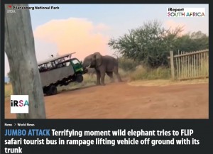 南アフリカのピラネスバーグ国立公園で、雄ゾウがサファリトラックを攻撃。今年3月に投稿された動画が拡散すると、「トラックが野生動物に近づきすぎたからだ」という非難の声があがっていた（『The Sun　「JUMBO ATTACK （『The Sun　「JUMBO ATTACK Terrifying moment wild elephant tries to FLIP safari tourist bus in rampage lifting vehicle off ground with its trunk」（Credit: IRSA）』より）