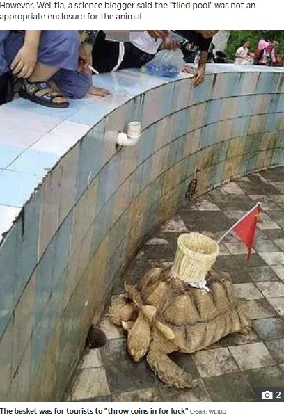 中国広西チワン族自治区の動物園で2019年、カメの甲羅に来園客が硬貨を投げ入れるためのカゴが貼り付けられる。「カメは金儲けのための道具なのか」「動物虐待だ」などといった怒りの声があがっていた（『The Sun　「CASH N CARRY Vile zoo ‘GLUES a basket onto a tortoise so tourists have something to aim at when they throw coins for luck’」（Credit: WEIBO）』より）
