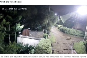 首元を噛み、息の根を止めてから連れ去ったのだろう。すでにぐったりとしたロットワイラーを口にくわえる雌ライオン（『Kenyans　「CCTV Footage Shows Lioness Entering Home in Rongai ［VIDEO］」』より）