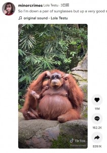 インドネシアの動物園で2021年、オランウータンが落とし物のサングラスをかけて遊ぶ姿が撮影される。最後はしっかりと落とし主に投げて返していた（『Lola Testu　TikTok「So I’m down a pair of sunglasses but up a very good story」』より）