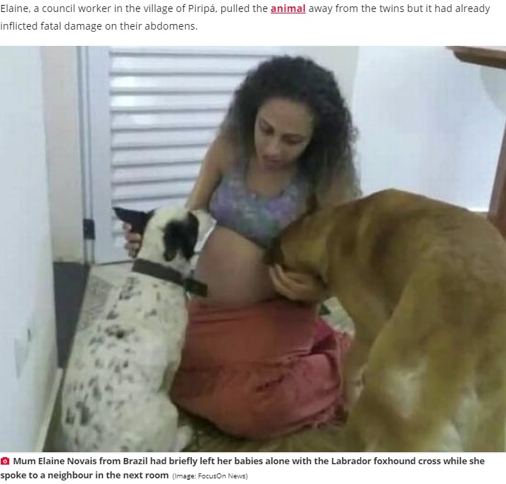 ブラジルで2020年6月、生後26日の双子の姉妹が飼い犬に襲われて死亡した。犬は一家と暮らし始めて5年になるラブラドール・レトリバーとアメリカン・フォックスハウンドのミックス犬で、普段は飼い主に従順で大人しい性格だったという（『Daily Star　「‘Jealous’ Labrador mauls newborn twins to death while mum talking to neighbour」（Image: FocusOn News）』より）