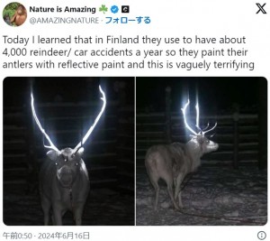 トナカイの大きな角に反射塗料が塗られたことより、車のヘッドライトが当たると、眩しいくらいに角が光るようになった（『Nature is Amazing　X「Today I learned that in Finland they use to have about 4,000 reindeer/ car accidents a year」』より）