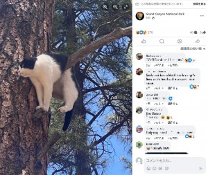 お腹で枝を挟み、不思議なポーズで木の上にいた猫。景色を楽しんでいただけの可能性を指摘する声も寄せられた（『Grand Canyon National Park　Facebook「Update （6/21 at 7 pm）: Owners have been located.」』より）