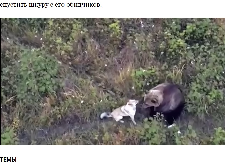 ロシア極東カムチャツカ地方で行方不明だったハスキー犬の姿がドローンによって撮影される。ハスキー犬はクマの親子と森の中で暮らしていた（『LA.LV「На Камчатке пес ушел в лес, чтобы жить с медведями」』より）
