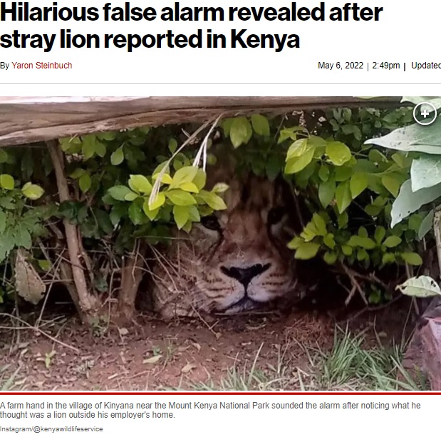 ケニア山国立公園近くの村で2022年5月、ライオンの目撃情報が相次ぐ。動物管理官が通報を受けて駆けつけたところ、その正体は動物ですらなかった（『New York Post　「Hilarious false alarm revealed after stray lion reported in Kenya」（Instagram/＠kenyawildlifeservice）』より）