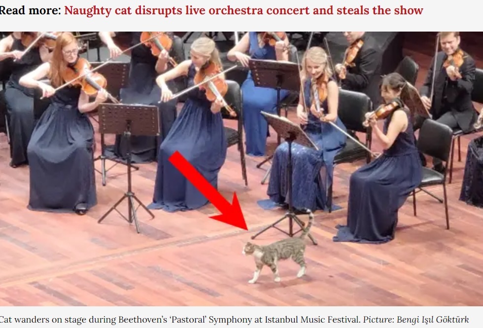 「第52回イスタンブール音楽祭」が開催された先月31日、ルツェルン音楽祭弦楽合奏団が演奏中に猫がステージ上に登場。人々の心を鷲掴みにした（『Classic FM　「Curious cat wanders on stage during Beethoven’s ‘Pastoral’ Symphony in Istanbul」（Picture: Bengi Işıl Göktürk）』より）