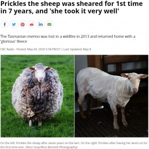 オーストラリアで2013年の森林火災の際に行方不明になった羊。2020年に自ら元の農場に戻ってきたが、育ちすぎた羊毛にオーナーも驚いていた（『CBC.ca　「Prickles the sheep was sheared for 1st time in 7 years, and ‘she took it very well’」（Alice Gray/Alice Bennett Photography）』より）