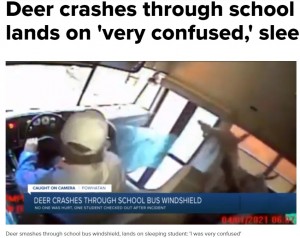 米バージニア州で2021年4月、走行中のスクールバスにシカが飛び込む。運転手の冷静な対応でシカも生徒も無事だった（『WTVR.com　「Deer crashes through school bus windshield, lands on ‘very confused,’ sleepy student」』より）
