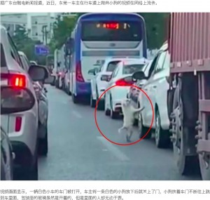 中国で2022年6月、渋滞する道路に停車中の車から1匹の小型犬が捨てられた。道路に放り出された犬は、運転席側でジャンプを繰り返していた（『要闻- 条条闻　「东莞一车主在车流中抛弃小狗 狗跳来跳去找主人」』より）