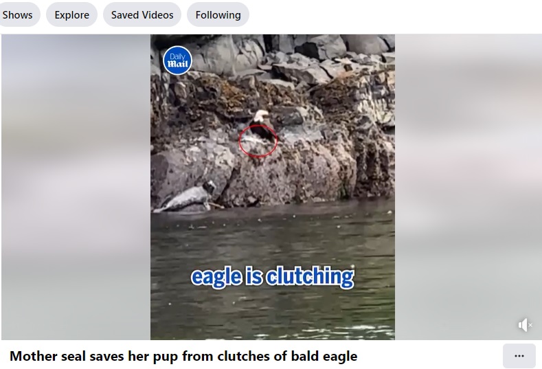 我が子を奪った巨大なハクトウワシの様子をうかがう母アザラシ。子アザラシはハクトウワシの鋭いかぎ爪に頭を押さえつけられている（『Daily Mail Video　Facebook「Mother seal saves her pup from clutches of bald eagle」』より）