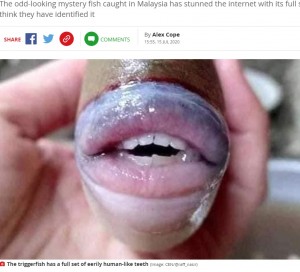 マレーシア周辺の海で釣りあげられた1匹の魚。2020年7月にSNSに投稿されると、その「セクシーな唇」に注目が集まった（『Mirror　「Bizarre fish pictured with eerily human-like teeth caught by angler in Malaysia」（Image: CEN/@raff_nasir）』より）
