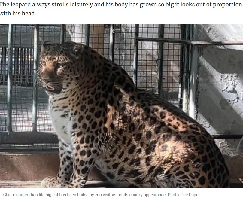 四川省にある攀枝花公園動物園のアザラシのような肥満のヒョウ（16歳）。3月に動画が拡散し、健康を懸念する声があがっていた（『South China Morning Post　「China zoo halts weight-loss plan for famous overweight leopard that resembles animated Disney character」（Photo: The Paper）』より）