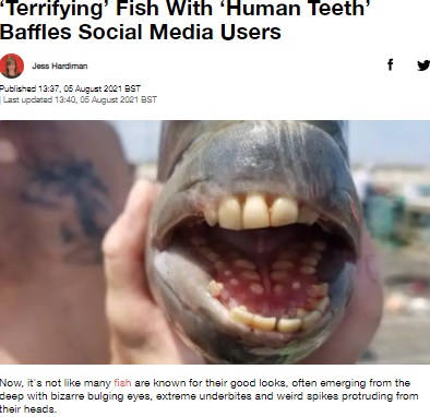 米ノースカロライナ州の桟橋で2021年8月、「シープスヘッド」という魚が釣り上げられた。この魚もまるで人間のような歯を持っていた（『LADbible　「‘Terrifying’ Fish With ‘Human Teeth’ Baffles Social Media Users」（Credit: Facebook/Jennette’s Pier）』より）