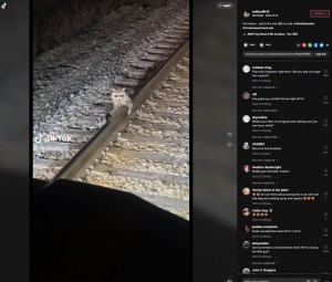 米ジョージア州で2022年12月、鉄道職員が線路の上にいたアライグマを救出。マイナス12度という寒さの中、アライグマは急所が線路くっついて身動きが取れなくなっていた（『Neil Mullis 　TikTok「Life lesson …don’t sit a wet a＄＄ on cold rail ＃coldweather」』より）
