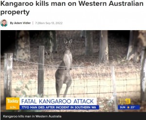 豪・西オーストラリア州で2022年9月、77歳男性がペットとして飼っていたカンガルーに襲われ死亡した。オーストラリアでの死亡事故は86年ぶりだった（『9News　「Kangaroo kills man on Western Australian property」（9News）』より）